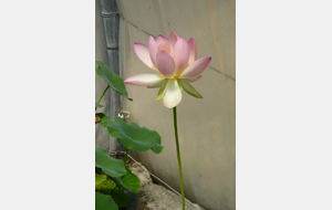 Azay-sur-Indre fleur de lotus