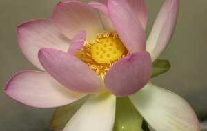 Azay-sur-Indre fleur de lotus