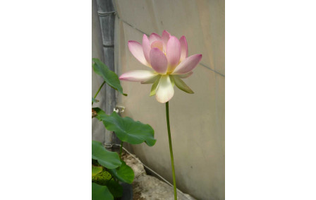 Azay-sur-Indre fleur de lotus