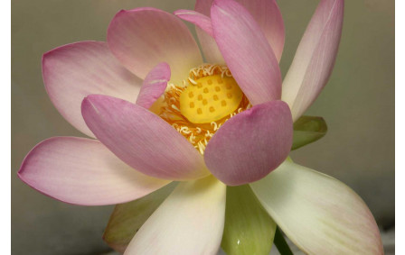 Azay-sur-Indre fleur de lotus